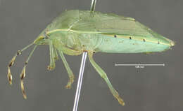 Image of Green stink bug