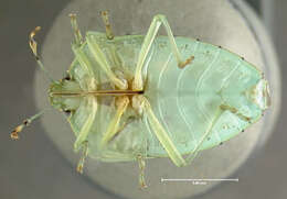 Image of Green stink bug