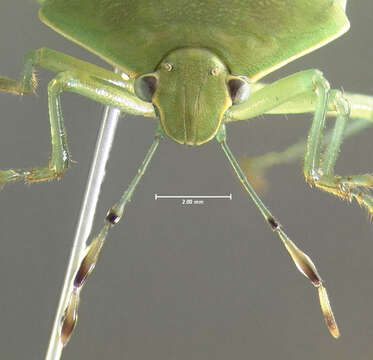 Image of Green stink bug