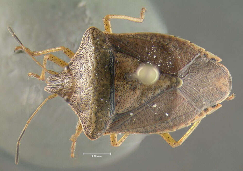 Image of Brown Stink Bug