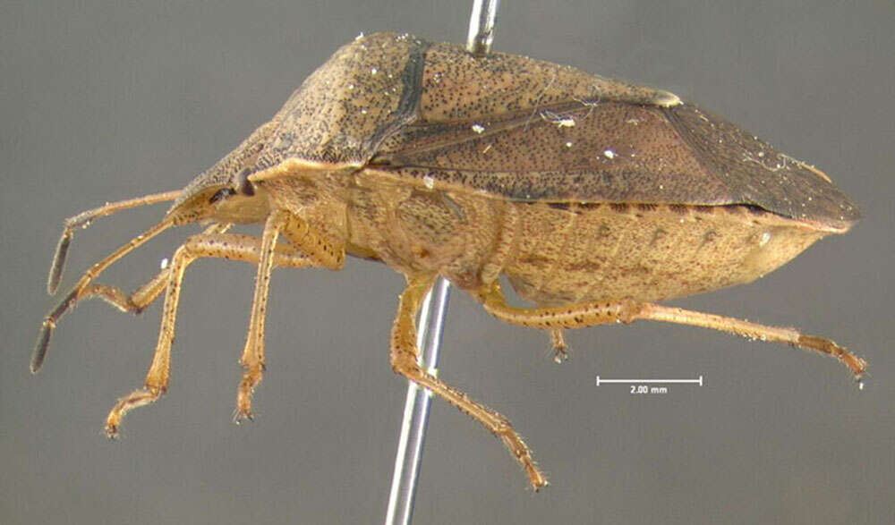 Image of Brown Stink Bug