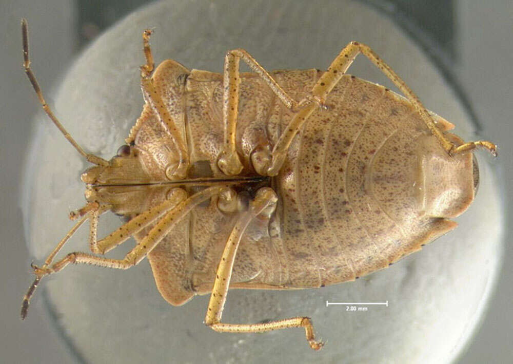 Image of Brown Stink Bug