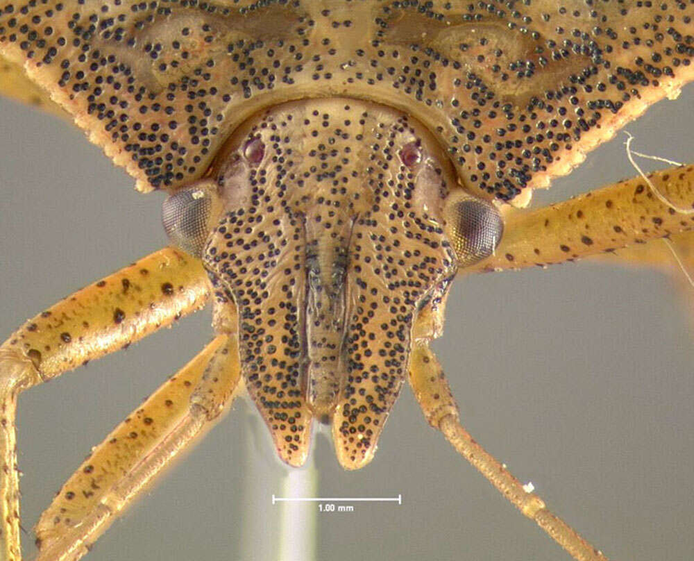 Image of Brown Stink Bug