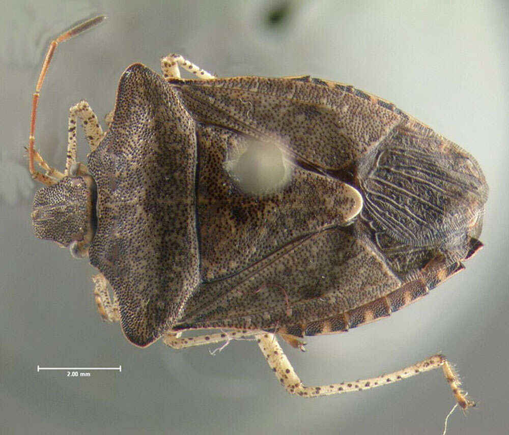 Image of Dusky Stink Bug