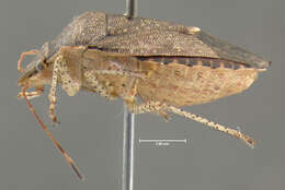 Image of Dusky Stink Bug