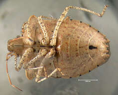 Image of Dusky Stink Bug