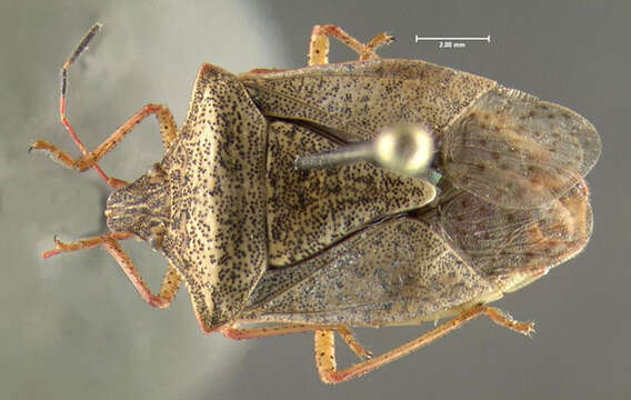 Image of One Spotted Stink Bug