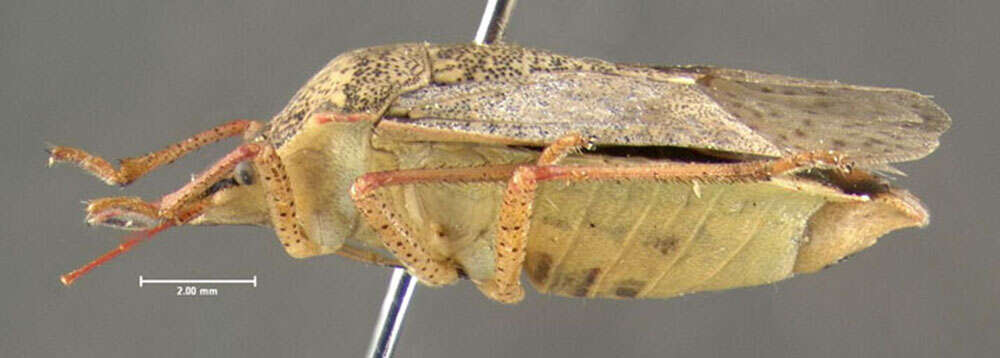 Image of One Spotted Stink Bug