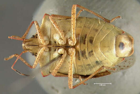 Image of One Spotted Stink Bug