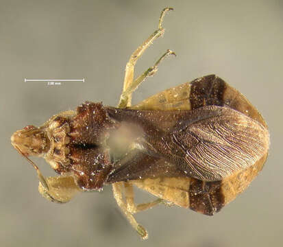 Image of Pennsylvania Ambush Bug