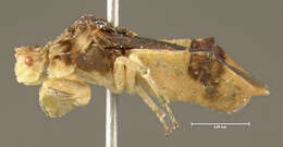 Image of Pennsylvania Ambush Bug