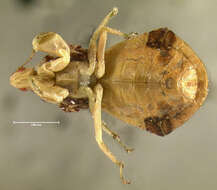 Image of Pennsylvania Ambush Bug