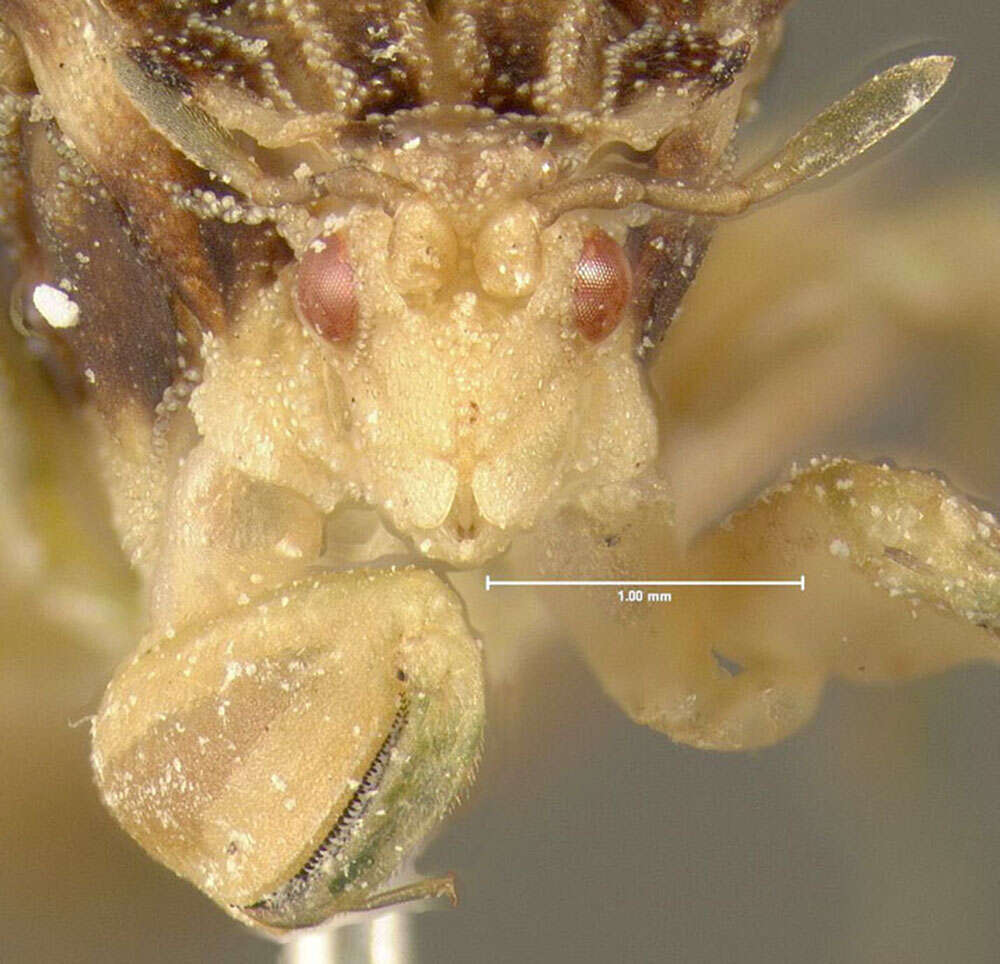 Image of Pennsylvania Ambush Bug