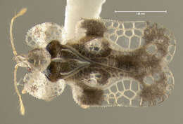 Image of Oak Lace Bug