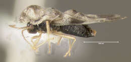Image of Oak Lace Bug