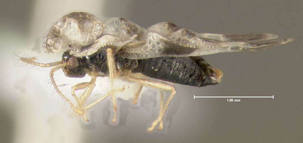 Image of Oak Lace Bug