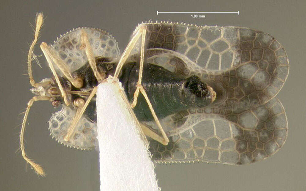 Image of Oak Lace Bug