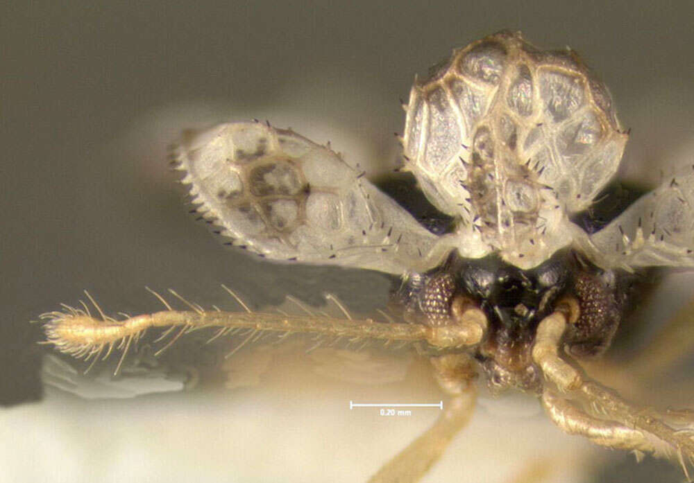 Image of Oak Lace Bug