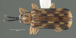 Image of Sumitrosis inaequalis (Weber 1801)