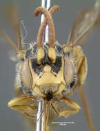 Image of Nomada imbricata Smith 1854