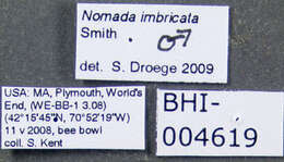 Imagem de Nomada imbricata Smith 1854