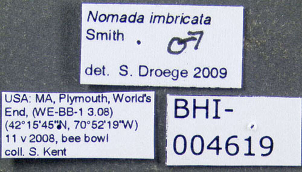 Imagem de Nomada imbricata Smith 1854