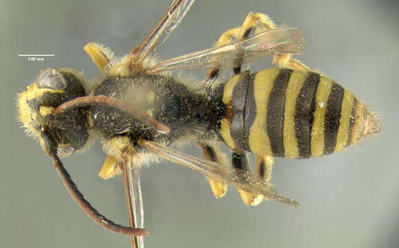 Nomada luteoloides Robertson 1895的圖片