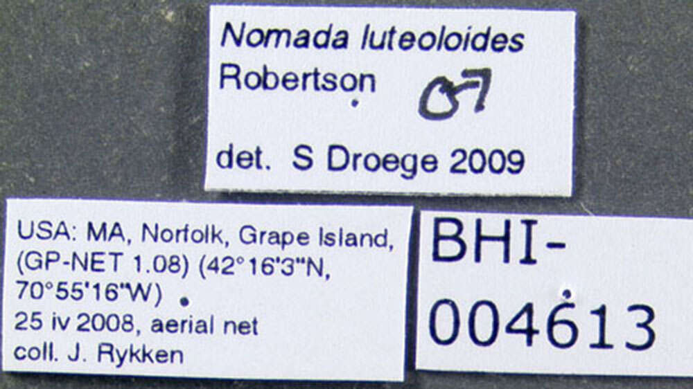 Слика од Nomada luteoloides Robertson 1895