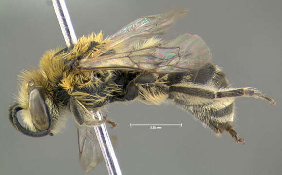 Imagem de Colletes americanus Cresson 1868