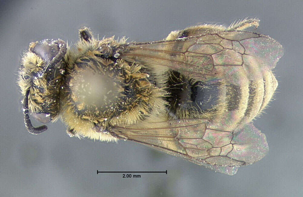 Image of Colletes solidaginis Swenk 1906