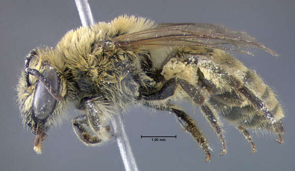 Image of Colletes solidaginis Swenk 1906
