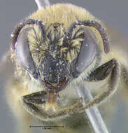 Image of Colletes solidaginis Swenk 1906