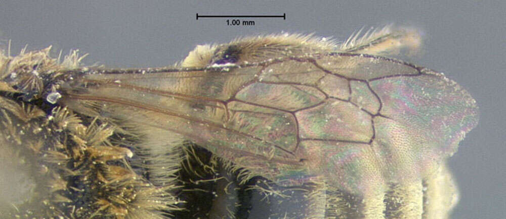 Image of Colletes solidaginis Swenk 1906