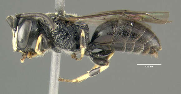 Image de Hylaeus verticalis (Cresson 1869)