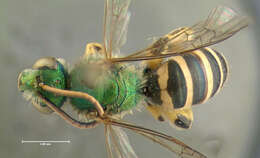 Image of Texas Agapostemon