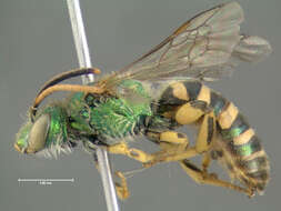 Agapostemon texanus Cresson 1872的圖片