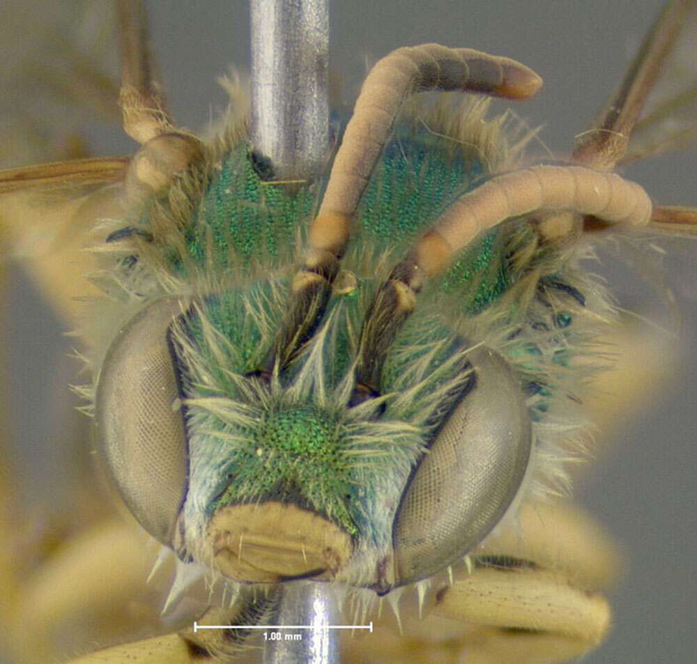 Agapostemon texanus Cresson 1872的圖片