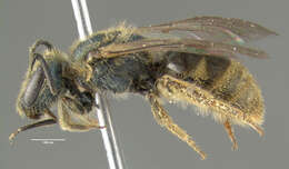 Lasioglossum bruneri (Crawford 1902)的圖片