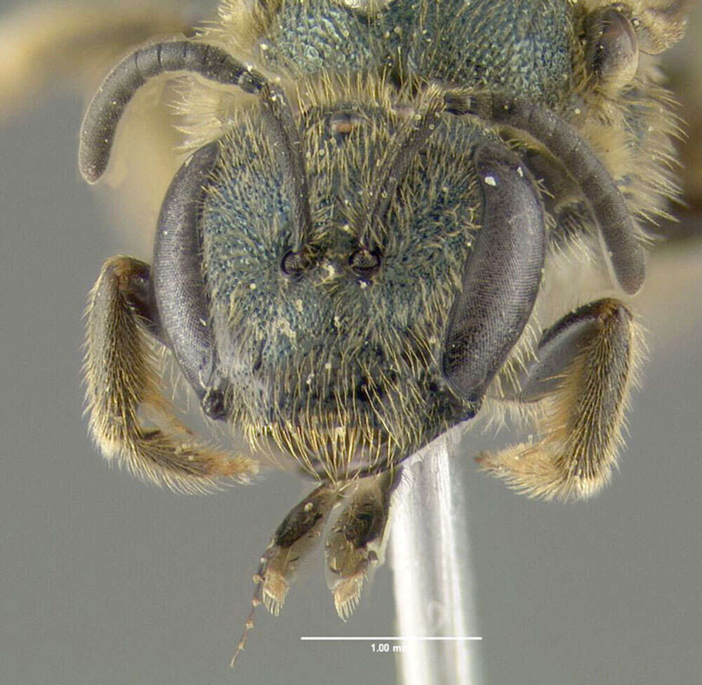 Lasioglossum bruneri (Crawford 1902)的圖片