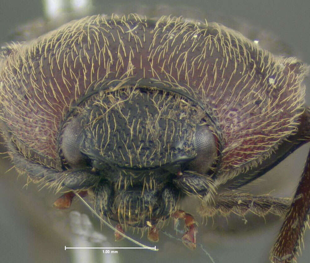 Image of <i>Melanotus leonardi</i>