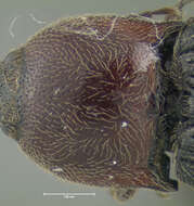 Image of <i>Melanotus leonardi</i>