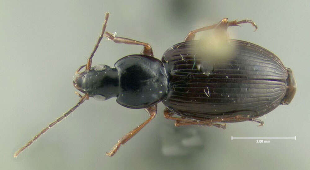 Sivun Agonum (Europhilus) retractum Le Conte 1846 kuva