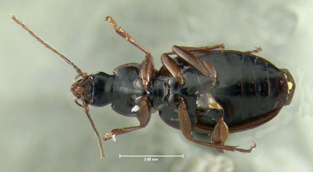 Sivun Agonum (Europhilus) retractum Le Conte 1846 kuva