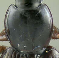 Sivun Agonum (Europhilus) retractum Le Conte 1846 kuva