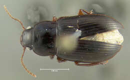 Amara (Bradytus) apricaria (Paykull 1790) resmi