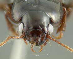 Image of Carabidae