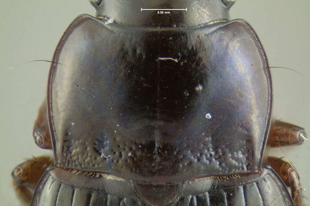 Image of Carabidae