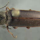 Plancia ëd <i>Ctenicera cylindriformis</i>