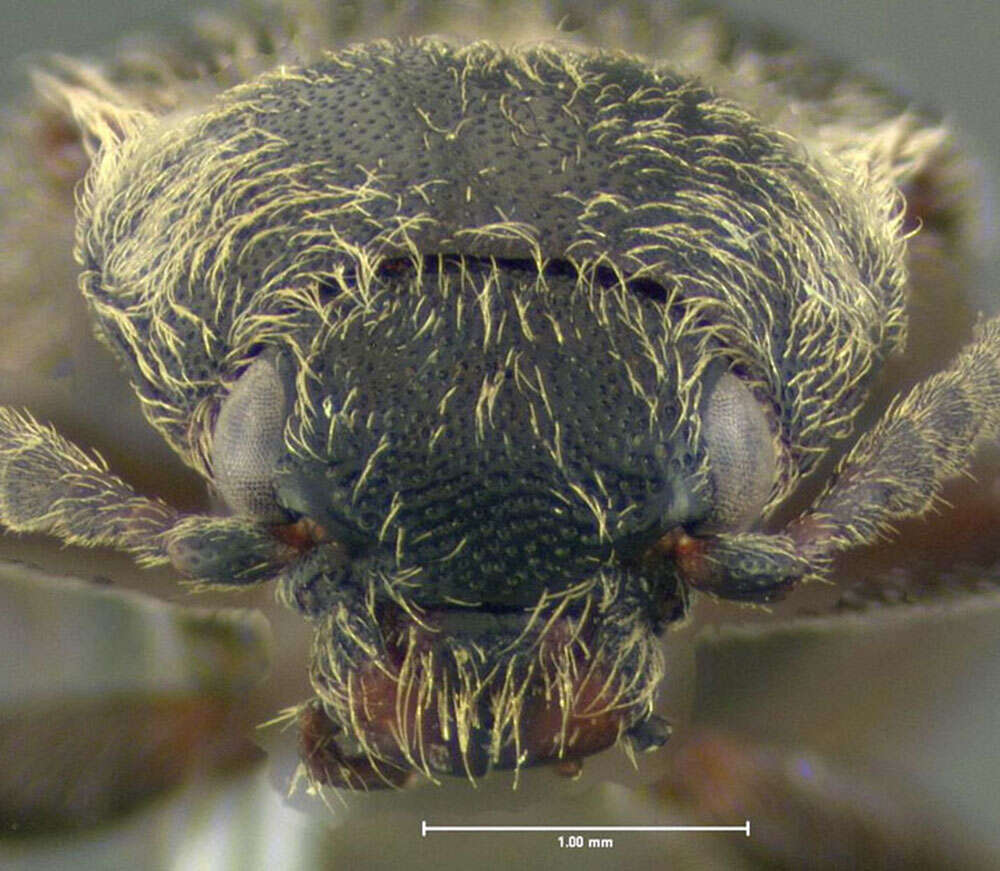 Plancia ëd <i>Ctenicera cylindriformis</i>