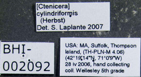 Imagem de <i>Ctenicera cylindriformis</i>